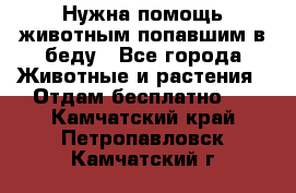 Нужна помощь животным попавшим в беду - Все города Животные и растения » Отдам бесплатно   . Камчатский край,Петропавловск-Камчатский г.